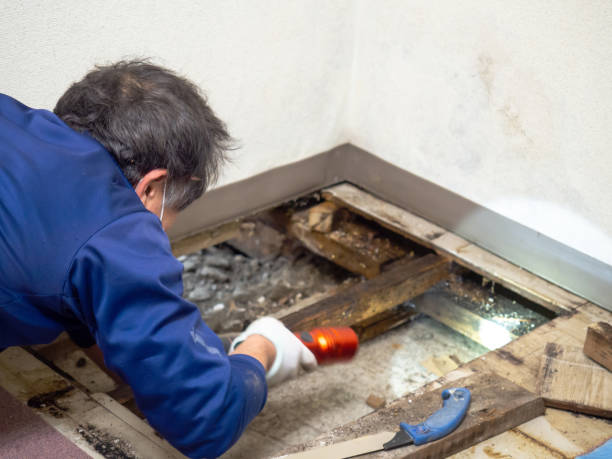 Best Mold Cleaning Services  in Colfax, LA