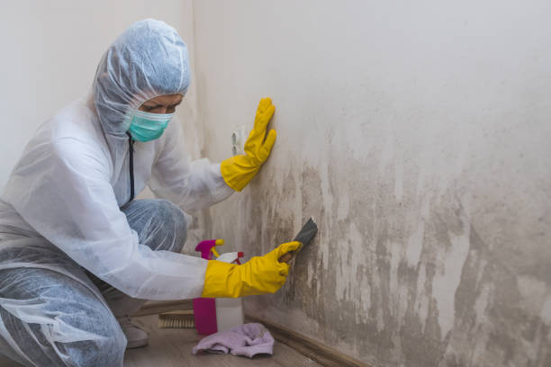 Colfax, LA Mold Removal Company