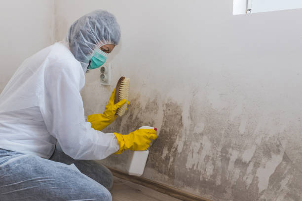 Best Mold Damage Repair  in Colfax, LA