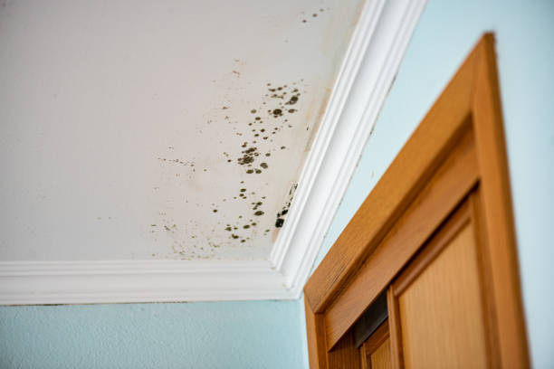 Mold Testing and Removal in Colfax, LA