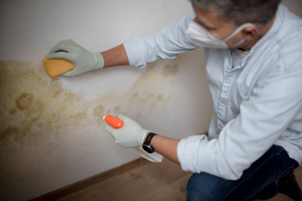 Best Commercial Mold Removal  in Colfax, LA