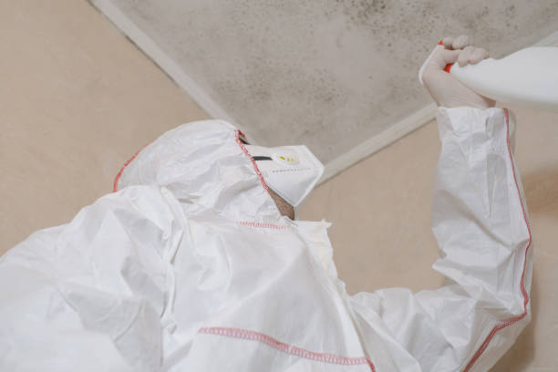 Reliable Colfax, LA Mold Removal Solutions