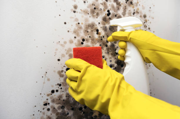 Best Crawl Space Mold Removal  in Colfax, LA