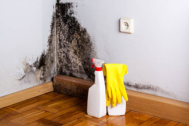 Best Residential Mold Removal  in Colfax, LA
