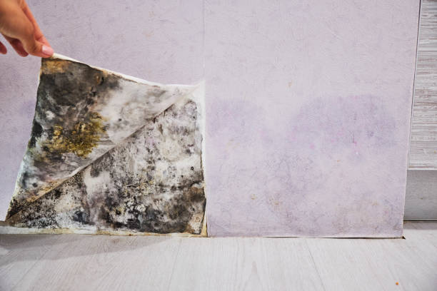 Water Damage Restoration in Colfax, LA